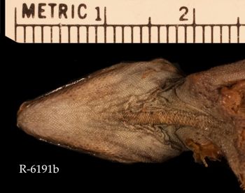 Media type: image;   Herpetology R-6191